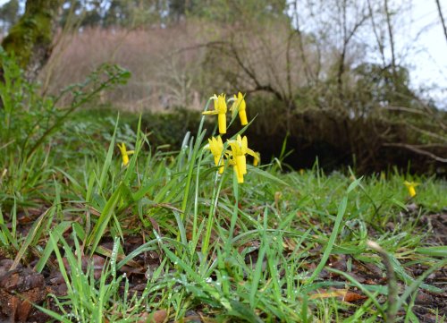 “Narcissus cyclamineus” no río Tomeza
