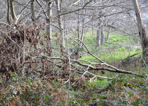 Xabaril na ribeira do río Tomeza