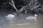 Parrulos no río&nbsp;Tomeza