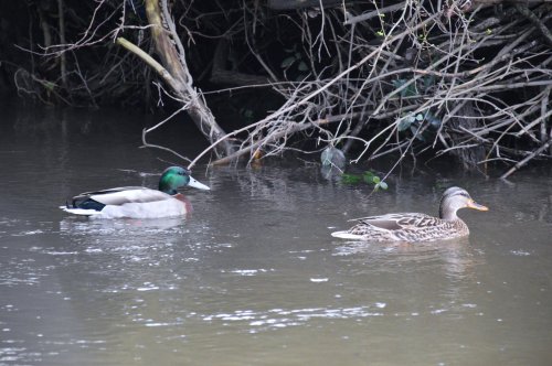 Parrulos no río Tomeza