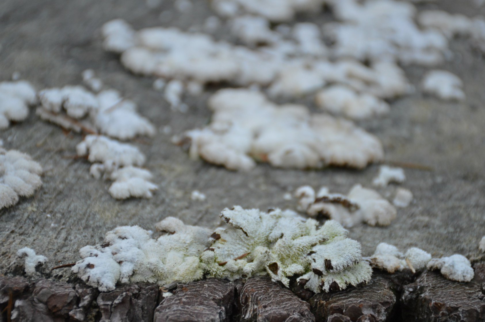 Schizophyllum commune (febreiro 2020)