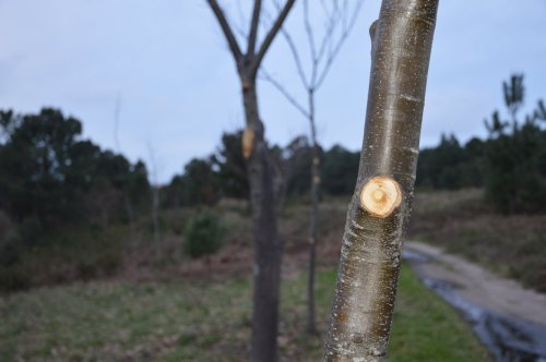 Castiñeiros podados no Pornedo
