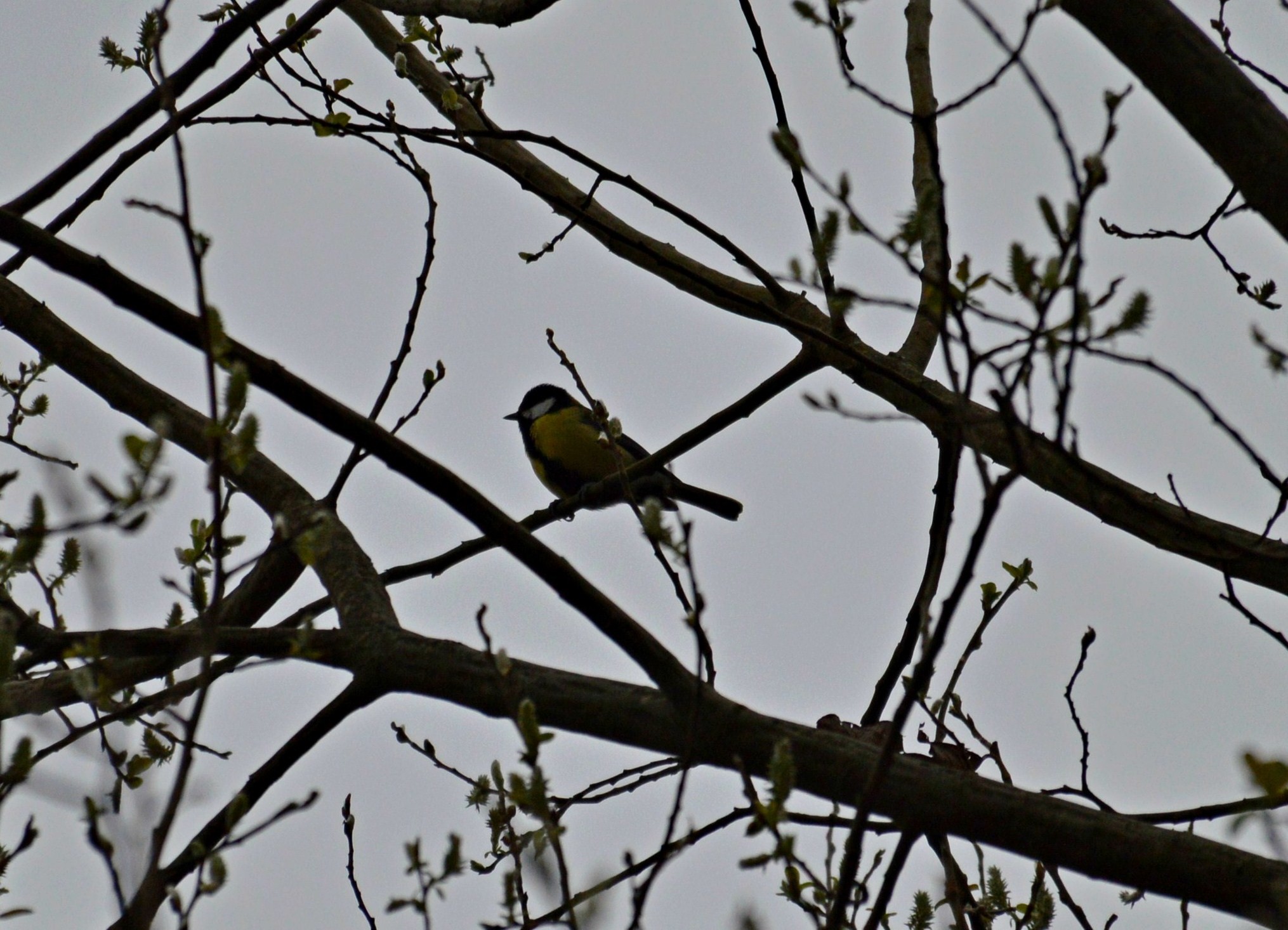 Ferreiriño no Pornedo, febreiro 2020