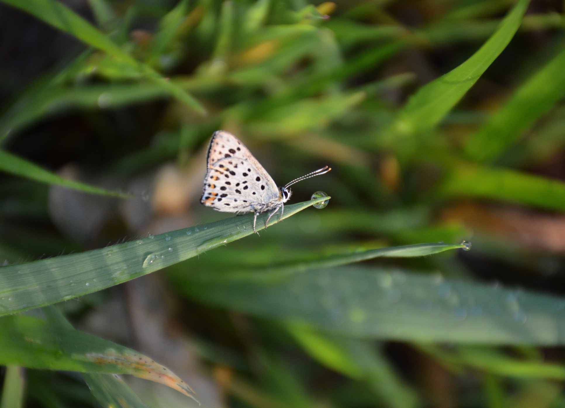 Lycaena tityrus