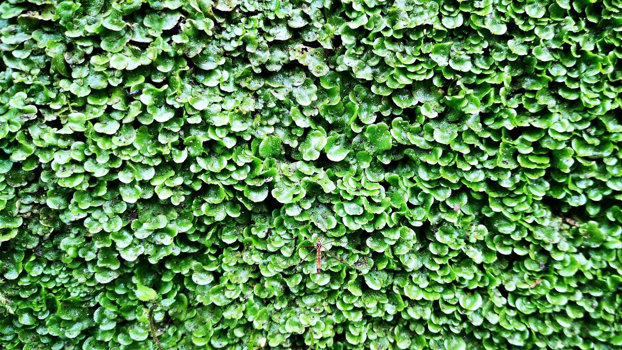 Lunularia cruciata