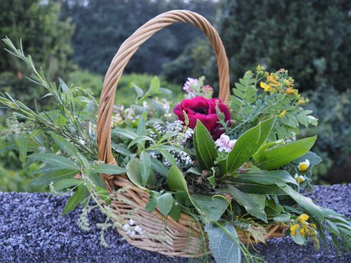 Herbas de San Xoán, colleitadas no Monte Pituco