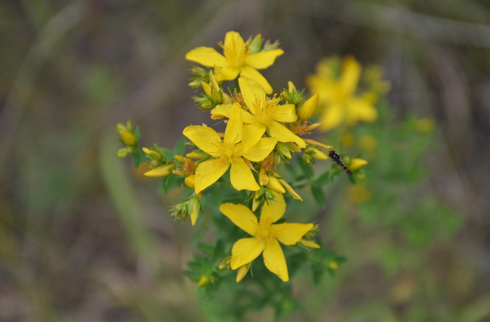 Hypericum perforatum, herba de San Xoán