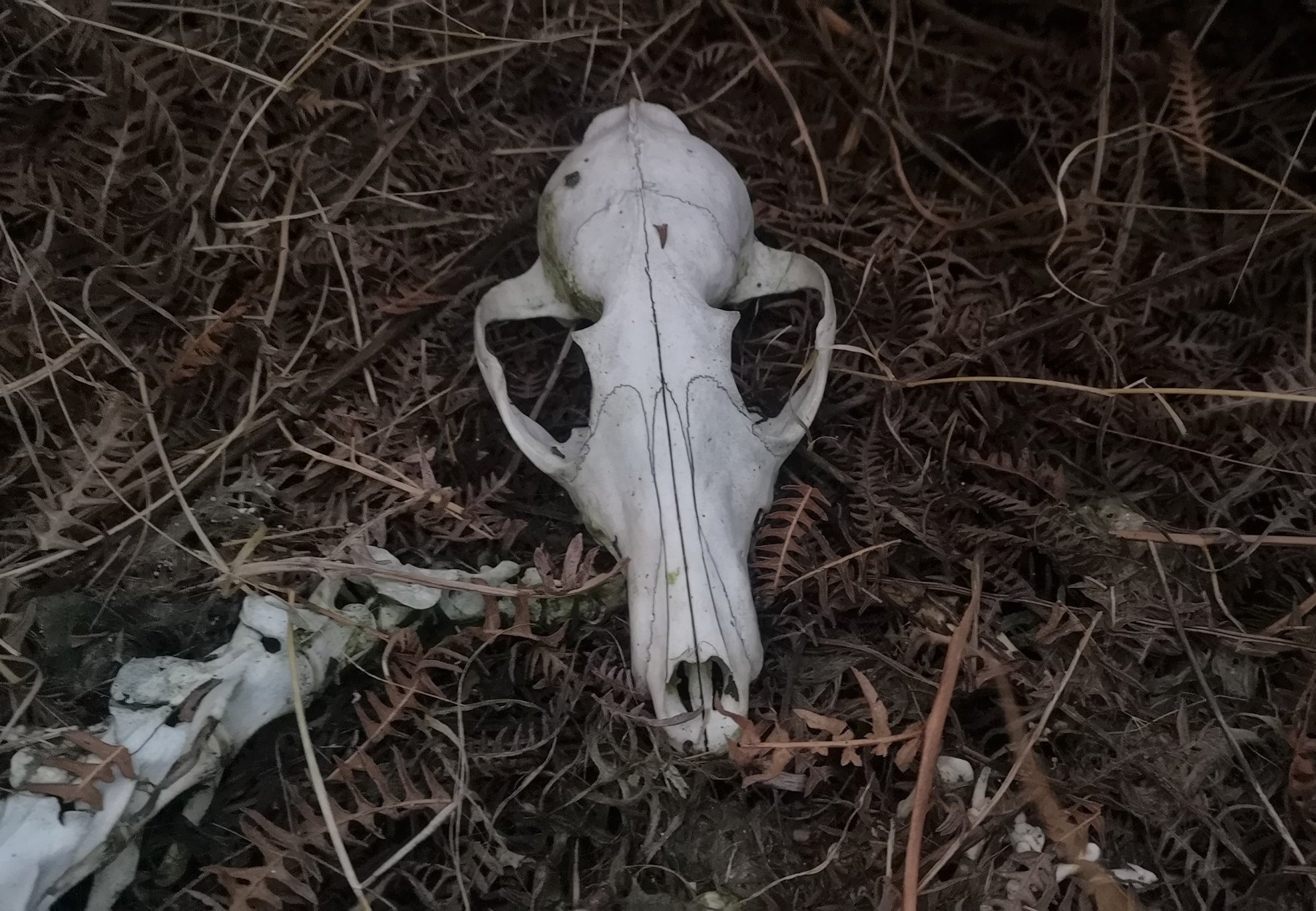 Cráneo de raposo xuvenil