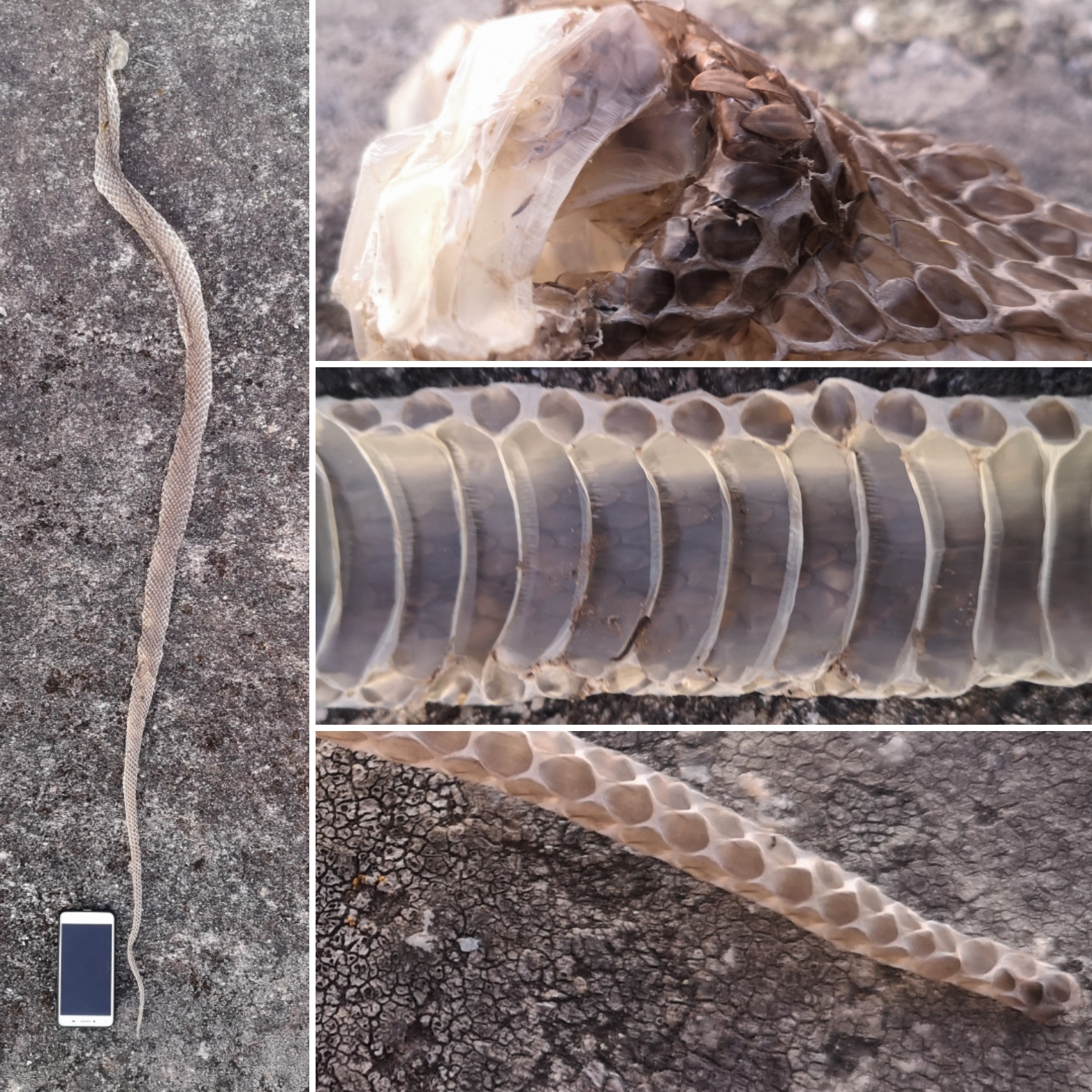 Camisa de culebra bastarda